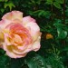 rose du printemps